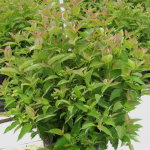 3 gallon 15" - Muskingum® Gray Dogwood (CORNUS RACEMOSA MUSKINGUM) - 3 gallon 15" - 3 gallon 15"