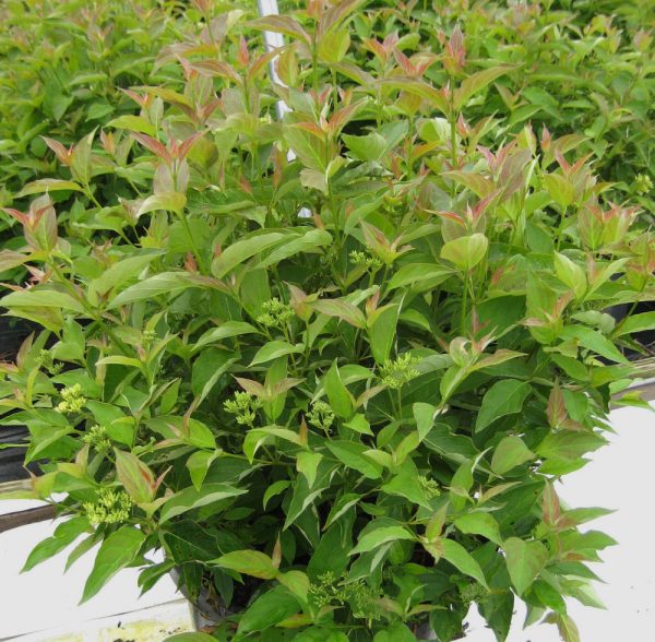 3 gallon 15" - Muskingum® Gray Dogwood (CORNUS RACEMOSA MUSKINGUM) - 3 gallon 15" - 3 gallon 15"