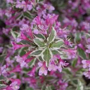 2 gallon 10" - My Monet Purple Effect® Weigela (WEIGELA MY MONET PURPLE EFFECT) - 2 gallon 10" - 2 gallon 10"