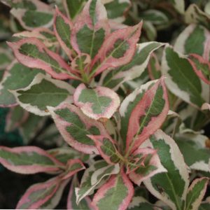 1 gallon 8" - My Monet® Weigela (WEIGELA MY MONET) - 1 gallon 8" - 1 gallon 8"