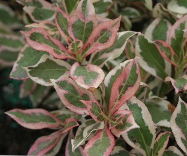 1 gallon 8" - My Monet® Weigela (WEIGELA MY MONET) - 1 gallon 8" - 1 gallon 8"