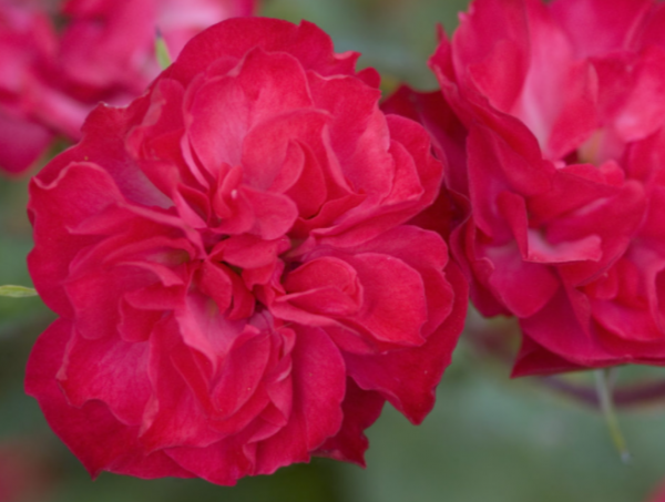 2 gallon - Mystic Fairy® Rose (ROSE E.E. MYSTIC FAIRY) - 2 gallon - 2 gallon