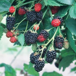 1 gallon 12" - Natchez Blackberry (RUBUS NATCHEZ) - 1 gallon 12" - 1 gallon 12"