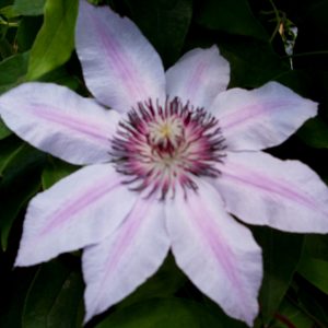 1 gallon - Nelly Moser Clematis (CLEMATIS N MOSER) - 1 gallon - 1 gallon