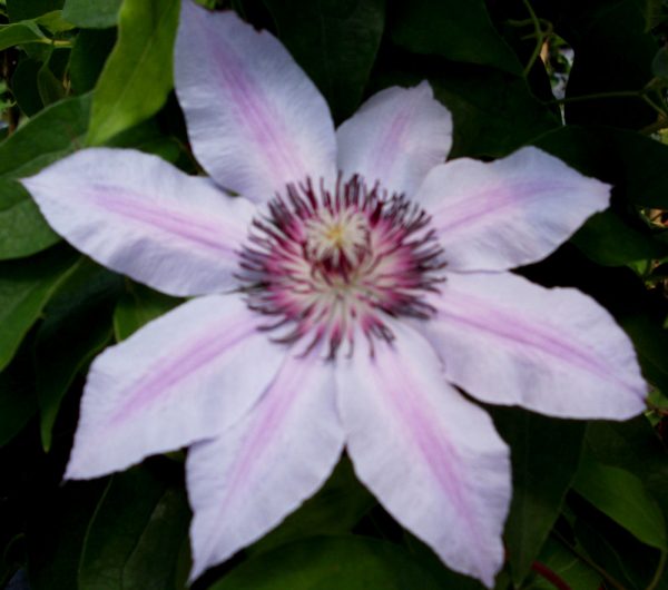 1 gallon - Nelly Moser Clematis (CLEMATIS N MOSER) - 1 gallon - 1 gallon