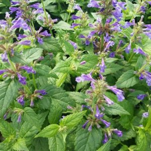 1 gallon - Neptune Catmint (NEPETA NEPTUNE) - 1 gallon - 1 gallon