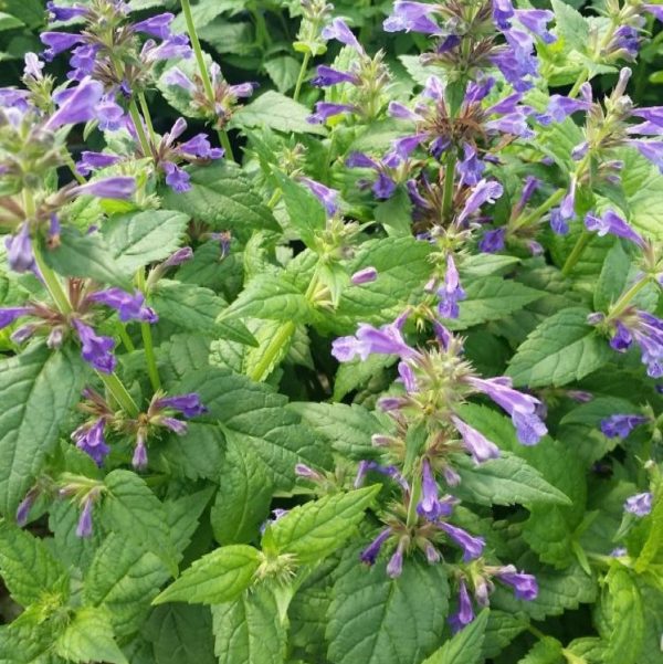 1 gallon - Neptune Catmint (NEPETA NEPTUNE) - 1 gallon - 1 gallon