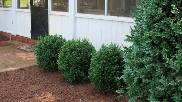 1 gallon 8" - NewGen Freedom® Boxwood (BUXUS NEWGEN FREEDOM) - 1 gallon 8" - 1 gallon 8"