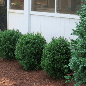 2 gallon 10" - NewGen Freedom® Boxwood (BUXUS NEWGEN FREEDOM) - 2 gallon 10" - 2 gallon 10"