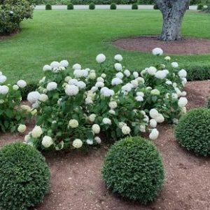 2 gallon - NewGen Independence® Boxwood (BUXUS NEWGEN INDEPENDENCE) - 2 gallon - 2 gallon