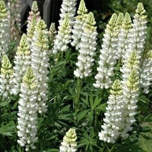 3QT - Noble Maid White Lupine (LUPINUS P. NOBLE MAID WHITE) - 3QT - 3QT