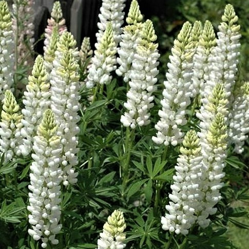 3QT - Noble Maid White Lupine (LUPINUS P. NOBLE MAID WHITE) - 3QT - 3QT