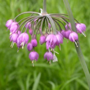 1 gallon - Nodding Onion (ALLIUM CERNUUM) - 1 gallon - 1 gallon
