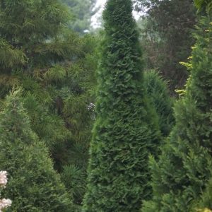 3 gallon 24" - North Pole® Arborvitae (THUJA OCC. NORTH POLE) - 3 gallon 24" - 3 gallon 24"