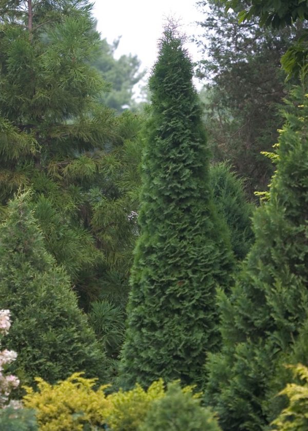 3 gallon 24" - North Pole® Arborvitae (THUJA OCC. NORTH POLE) - 3 gallon 24" - 3 gallon 24"