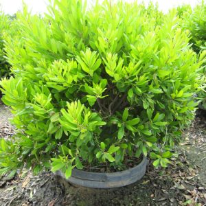 3 gallon 18" - Northern Bayberry (MYRICA PENSYLVANICA) - 3 gallon 18" - 3 gallon 18"