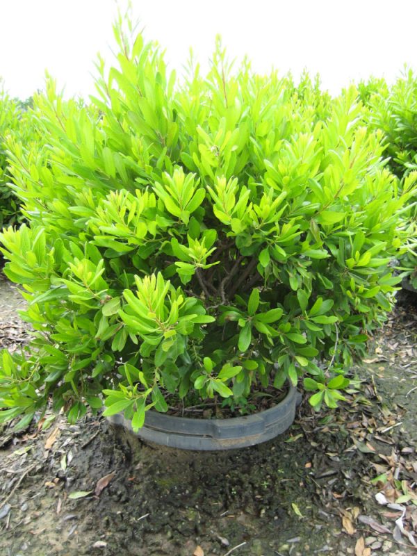 3 gallon 18" - Northern Bayberry (MYRICA PENSYLVANICA) - 3 gallon 18" - 3 gallon 18"