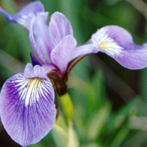 1 gallon - Northern Blue Flag Iris (IRIS VERSICOLOR) - 1 gallon - 1 gallon