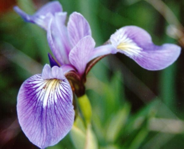 1 gallon - Northern Blue Flag Iris (IRIS VERSICOLOR) - 1 gallon - 1 gallon