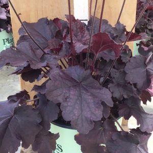 1 gallon - Northern Exposure™ Black Coral Bells (HEUCHERA NORTHERN EXP. BLACK) - 1 gallon - 1 gallon