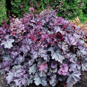 1 gallon - Northern Exposure™ Purple Coral Bells (HEUCHERA NORTHERN EXP. PURPLE) - 1 gallon - 1 gallon