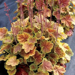 1 gallon - Northern Exposure™ Sienna Coral Bells (HEUCHERA NORTHERN EXP. SIENNA) - 1 gallon - 1 gallon