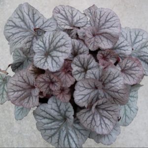 1 gallon - Northern Exposure™ Silver Coral Bells (HEUCHERA NORTHERN EXPOSURE SILVER) - 1 gallon - 1 gallon