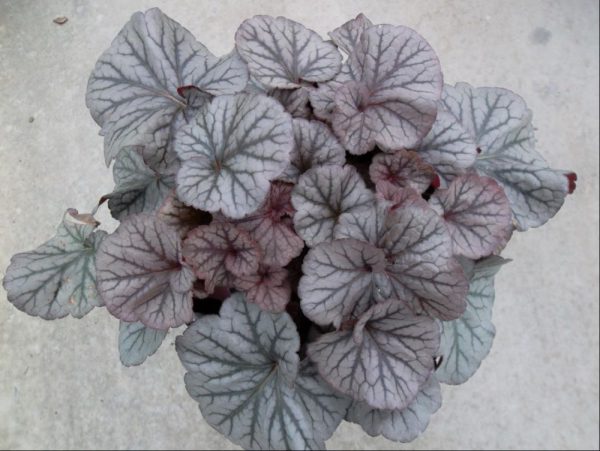 1 gallon - Northern Exposure™ Silver Coral Bells (HEUCHERA NORTHERN EXPOSURE SILVER) - 1 gallon - 1 gallon