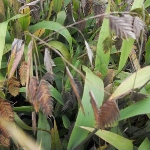 1 gallon - Northern Sea Oats (GRASS - CHAS. LATIFOLIUM) - 1 gallon - 1 gallon