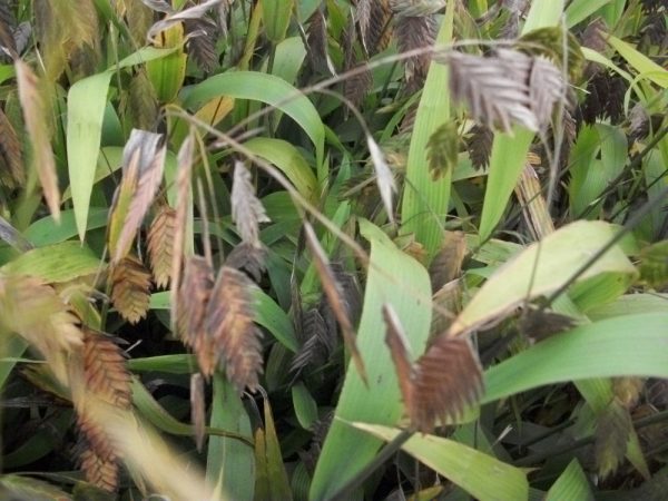 1 gallon - Northern Sea Oats (GRASS - CHAS. LATIFOLIUM) - 1 gallon - 1 gallon