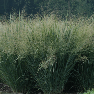 2 gallon - Northwind Switch Grass (GRASS - PA. NORTHWIND) - 2 gallon - 2 gallon