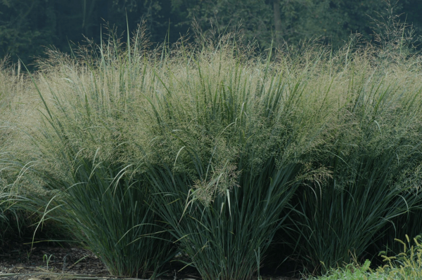 2 gallon - Northwind Switch Grass (GRASS - PA. NORTHWIND) - 2 gallon - 2 gallon