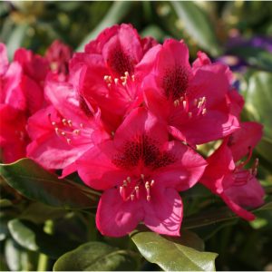 3 gallon 15" - Nova Zembla Rhododendron (RHODO. NOVA ZEMBLA) - 3 gallon 15" - 3 gallon 15"