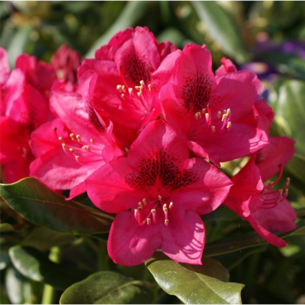 3 gallon 15" - Nova Zembla Rhododendron (RHODO. NOVA ZEMBLA) - 3 gallon 15" - 3 gallon 15"