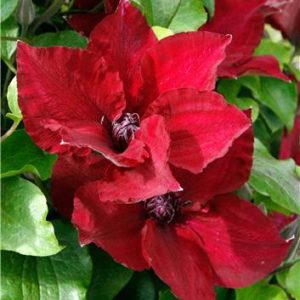 1 gallon - Nubi™ Clematis (CLEMATIS NUBIA) - 1 gallon - 1 gallon