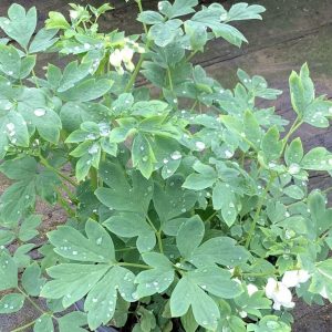 1 gallon - Old Fashion Bleeding Heart (DICENTRA SPEC. ALBA) - 1 gallon - 1 gallon