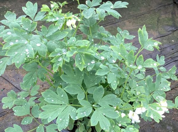 1 gallon - Old Fashion Bleeding Heart (DICENTRA SPEC. ALBA) - 1 gallon - 1 gallon