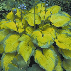 1 gallon - Old Glory Plantain Lily (HOSTA OLD GLORY) - 1 gallon - 1 gallon