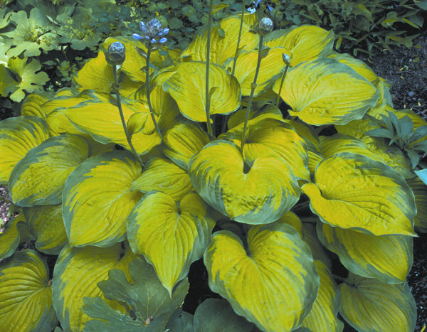 1 gallon - Old Glory Plantain Lily (HOSTA OLD GLORY) - 1 gallon - 1 gallon