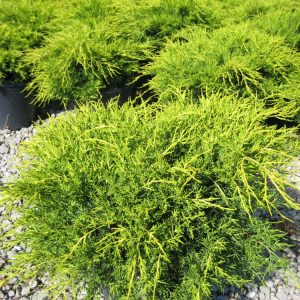 Old Gold Juniper (JUNIPER C. OLD GOLD)