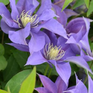 1 gallon - Olympia™ Clematis (CLEMATIS OLYMPIA) - 1 gallon - 1 gallon