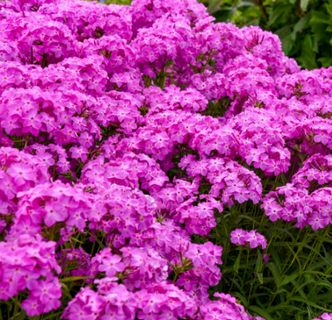 1 gallon - 'Opening Act Ultrapink' Hybrid Phlox (PHLOX PAN. OPENING ACT ULTRAPINK) - 1 gallon - 1 gallon