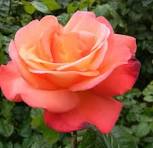3 gallon - Orange Glow™ Knock Out® (ROSE K.O. ORANGE GLOW) - 3 gallon - 3 gallon