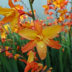 1 gallon - Orange Pekoe Montbretia (CROCOSMIA X ORANGE PEKOE) - 1 gallon - 1 gallon