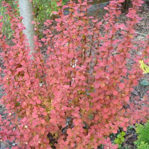 2 gallon 15" - Orange Rocket Barberry (BERBERIS THUN. ORANGE ROCKET) - 2 gallon 15" - 2 gallon 15"