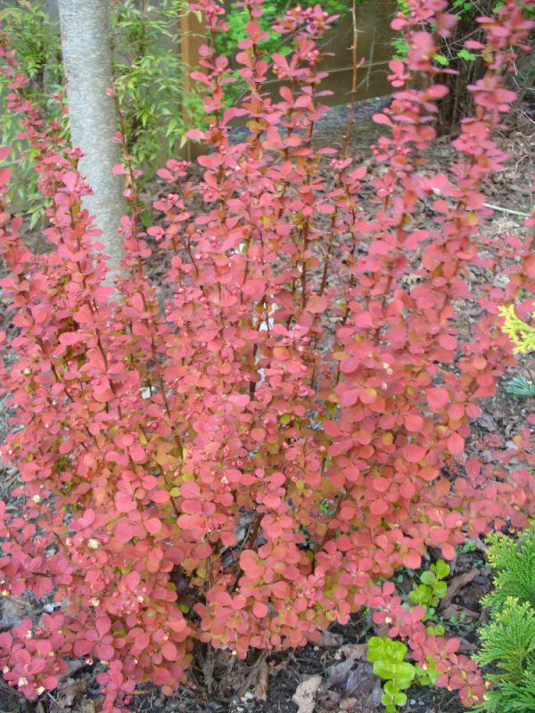 2 gallon 15" - Orange Rocket Barberry (BERBERIS THUN. ORANGE ROCKET) - 2 gallon 15" - 2 gallon 15"