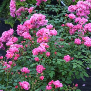 2 gallon - Oso Easy® Double Pink Rose (ROSE OSO EASY® DOUBLE PINK) - 2 gallon - 2 gallon