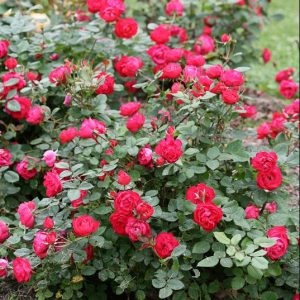 1 gallon - Oso Easy Double Red® Rose (ROSE OSO EASY DOUBLE RED) - 1 gallon - 1 gallon