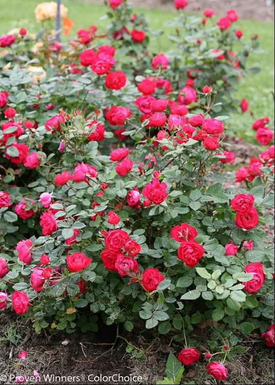 1 gallon - Oso Easy Double Red® Rose (ROSE OSO EASY DOUBLE RED) - 1 gallon - 1 gallon