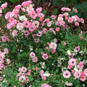 3 gallon - Oso Easy Petit Pink® Landscape Rose (Rose 'ZLEMarianneYoshida') - 3 gallon - 3 gallon